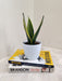 Low Maintenance Snake Plant for Busy Professionals