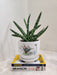 Resilient Snake Plant for Indoor Air Quality