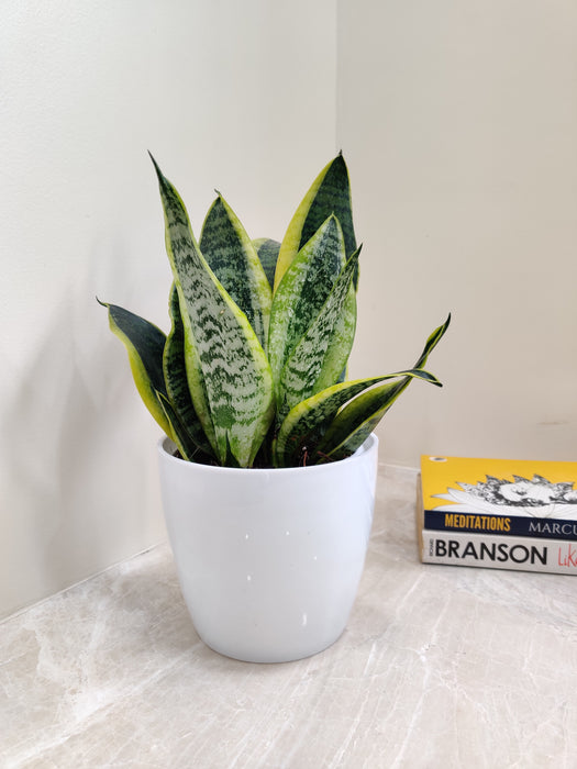 Easy care indoor snake plant for gifting