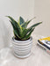 Indoor Snake Plant Ideal for Corporate Gifting