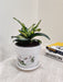 Air-Purifying Snake Plant for Office Desk