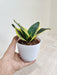 Indoor Snake Plant with good luck symbolism for gifting