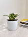 Snake Plant Corporate Gift for Desk Decor and Air Purification