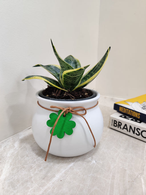Air-Purifying Snake Plant with Clover Charm for Office