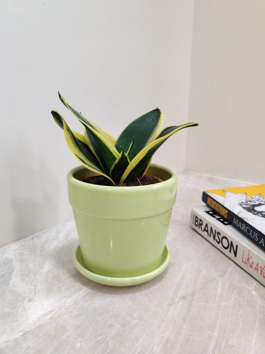 Air Purifying Qualities Snake Plant
