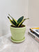 Air Purifying Qualities Snake Plant
