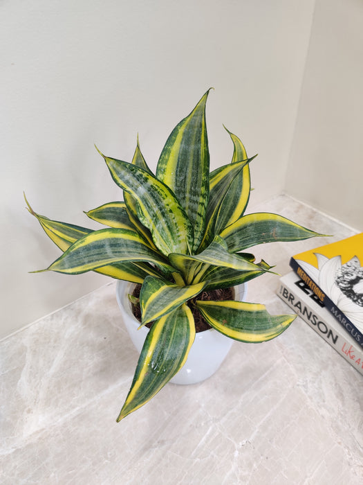 Sturdy Snake Plant Represents Endurance in Corporate Spaces