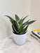 Green and Yellow Snake Plant for Corporate Gifting