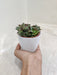 Resilient Indoor Succulent Plant Perfect for Gifting