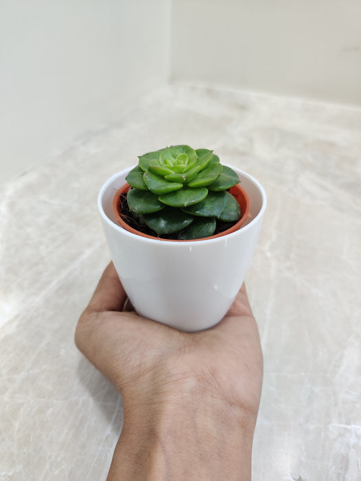 Resilient succulent perfect for indoor office environments