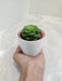 Resilient succulent perfect for indoor office environments