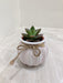 Elegant Succulent in White Ribbed Ceramic Pot