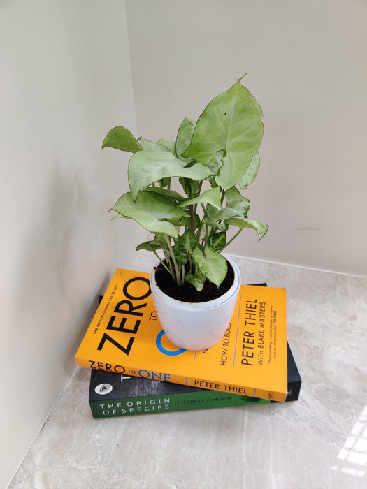 Elegant Syngonium White in a pot for office