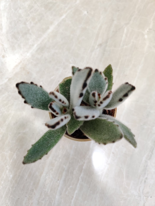Panda Plant with Gray-Green Leaves Indoor Plants 