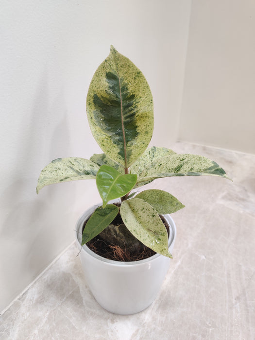 Clean Air Variegated Rubber Plant in White Plastic Pot