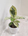 Clean Air Variegated Rubber Plant in White Plastic Pot