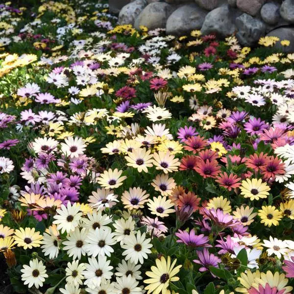 Osteospermum Akila Grand Canyon Mix Flower Seeds