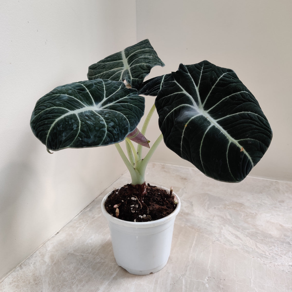 Buy Alocasia Black Velvet Online at Lowest Price | Air purifying,  Attractive Foliage  ChhajedGarden.com