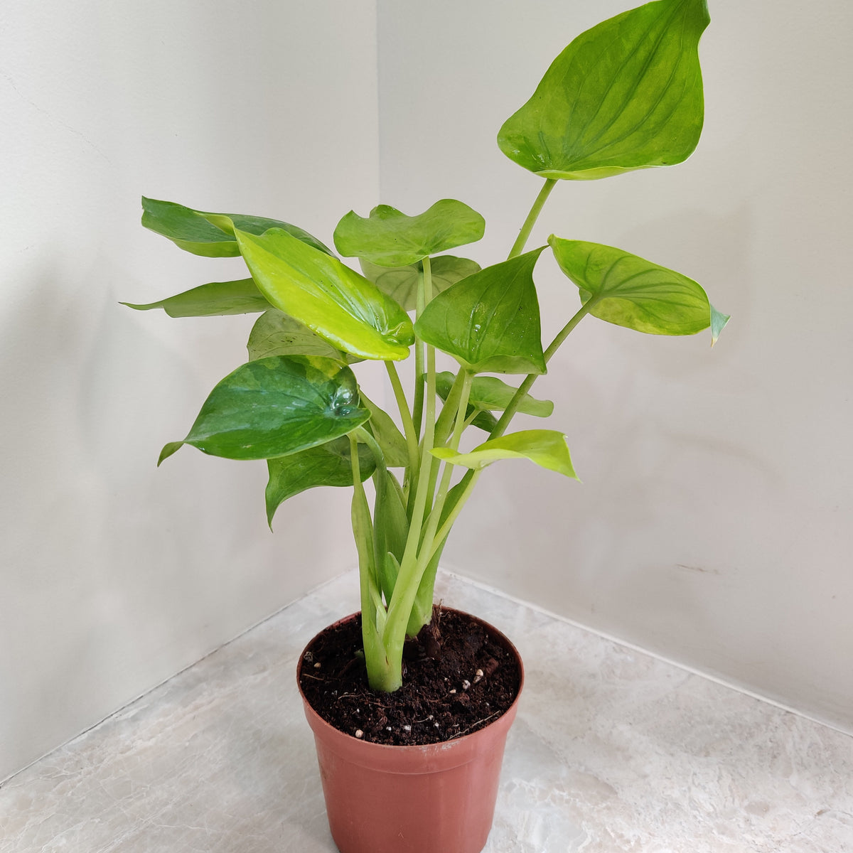 buddha's palm plant alocasia Buy Alocasia Cucullata (Buddha's Palm) Plant Online India