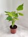 Vibrant Alocasia Cuculata leafy indoor plant