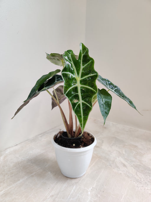 elephant ear plant india Buy Alocasia Polly Plant Online at the Lowest Price – ChhajedGarden.com