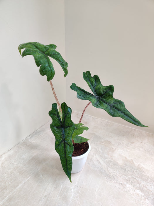Alocasia Jacklyn in white plastic pot indoor plant