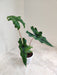 Alocasia Jacklyn in white plastic pot indoor plant