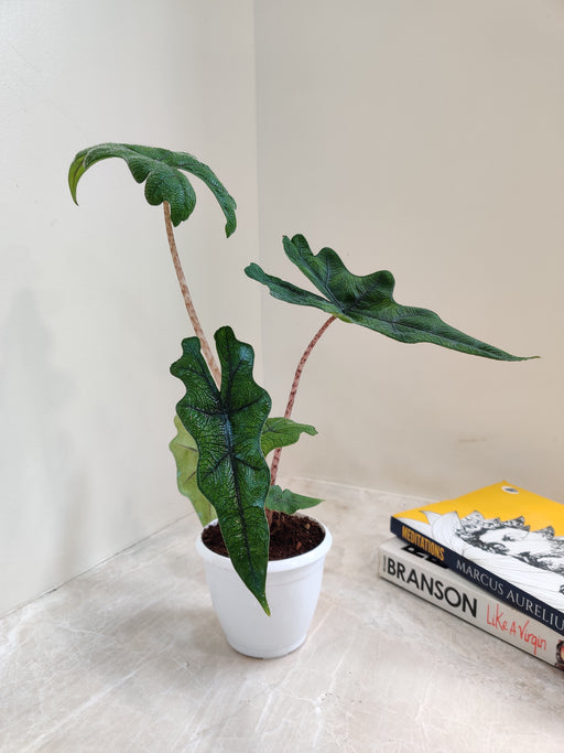 Tropical elegance with Alocasia Jacklyn indoor plant