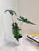 Tropical elegance with Alocasia Jacklyn indoor plant