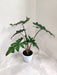 Unique leafy Alocasia Jacklyn indoor plant