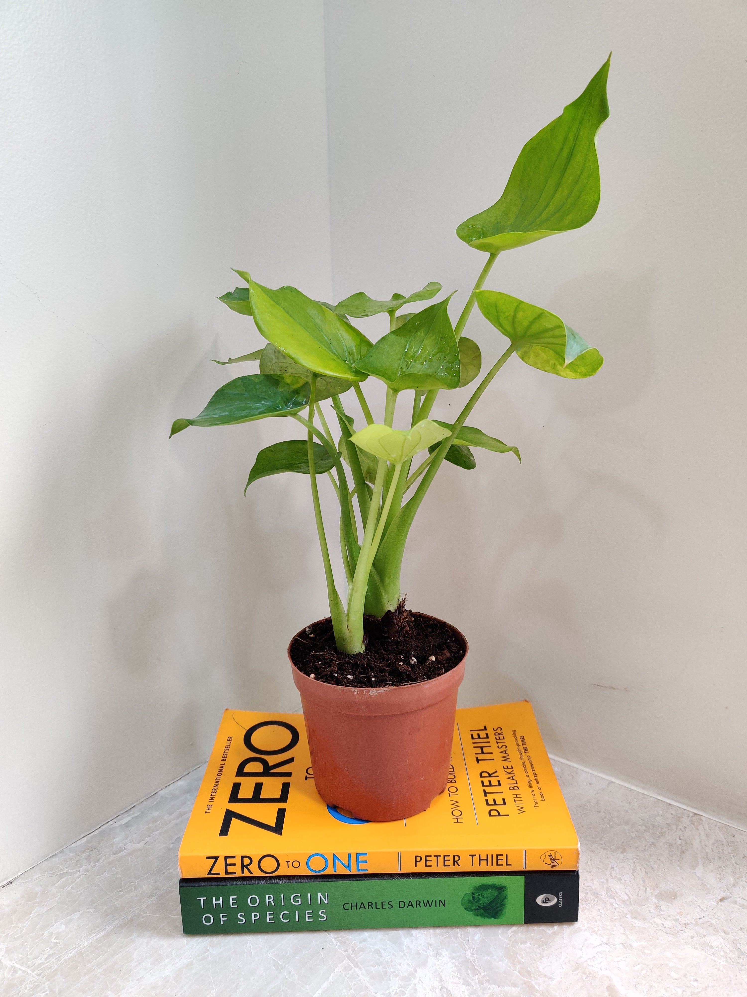 Buy Alocasia Cucullata (Buddha's Palm) Plant Online India