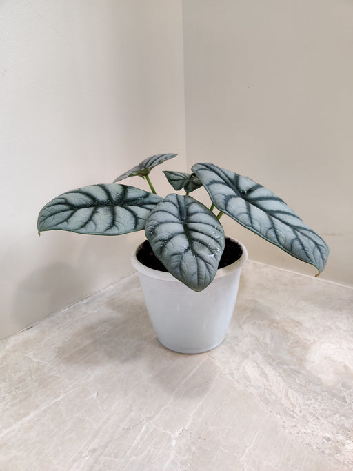 Alocasia Silver Dragon Indoor Plant in White Pot