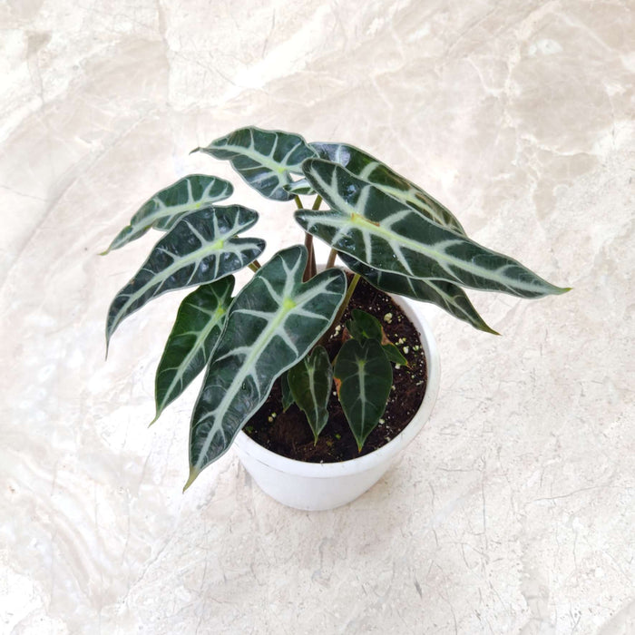 Alocasia Bambino Plant In 12 Cm Pot