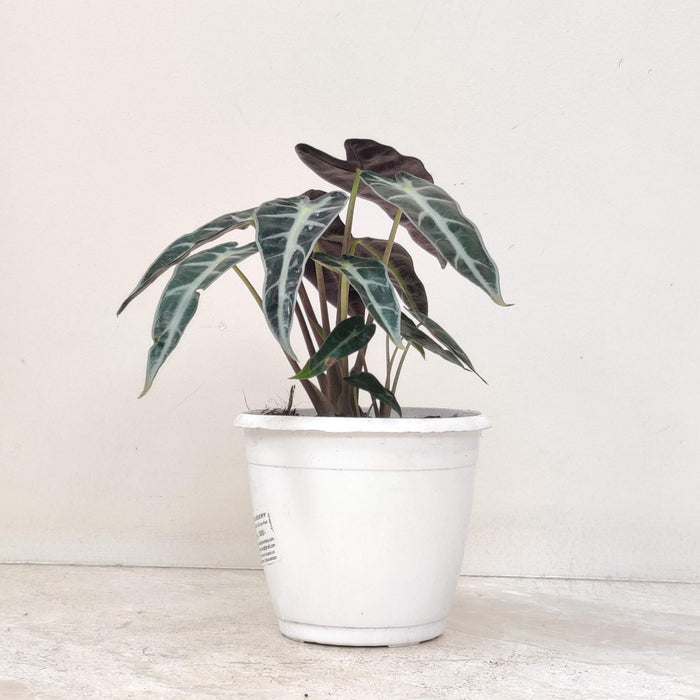 Alocasia Bambino Plant In 12 Cm Pot