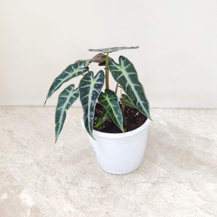 Alocasia Bambino Plant In 12 Cm Pot