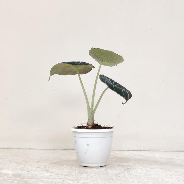 Alocasia Black Velvet Plant In 8.5 Cm Pot