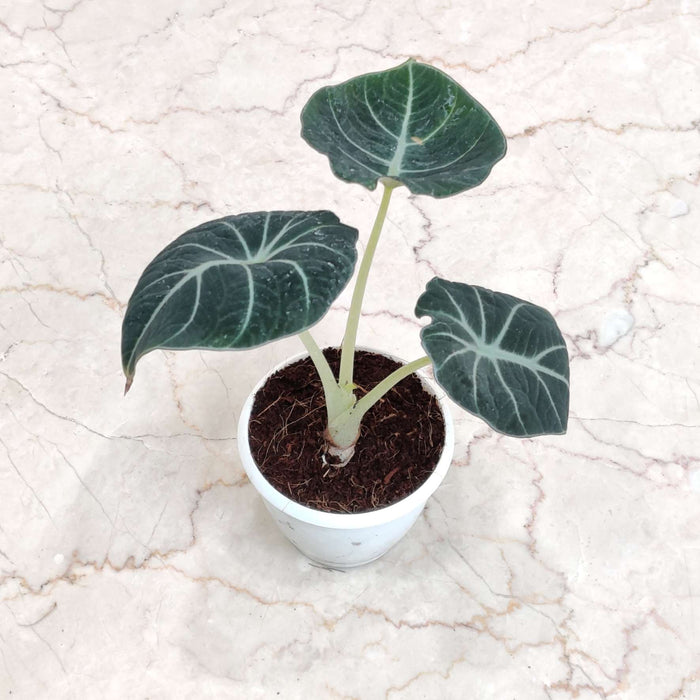Alocasia Black Velvet Plant In 8.5 Cm Pot