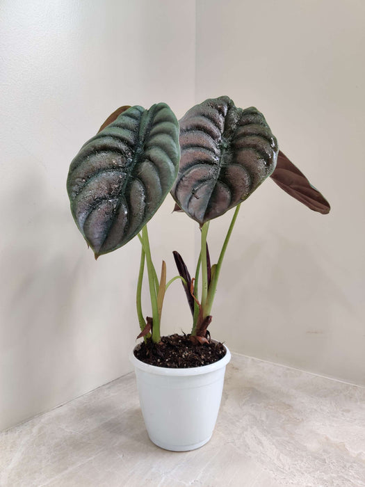 Alocasia Cuprea Red Plant In 12 Cm Pot