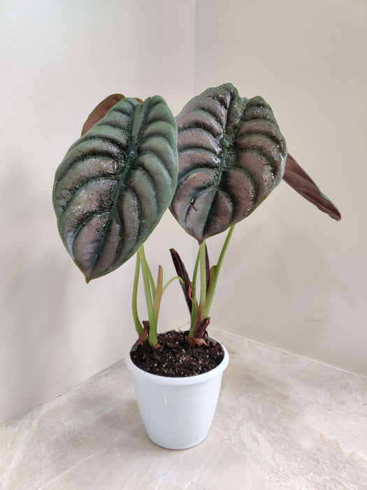 Alocasia Cuprea Red Plant In 12 Cm Pot