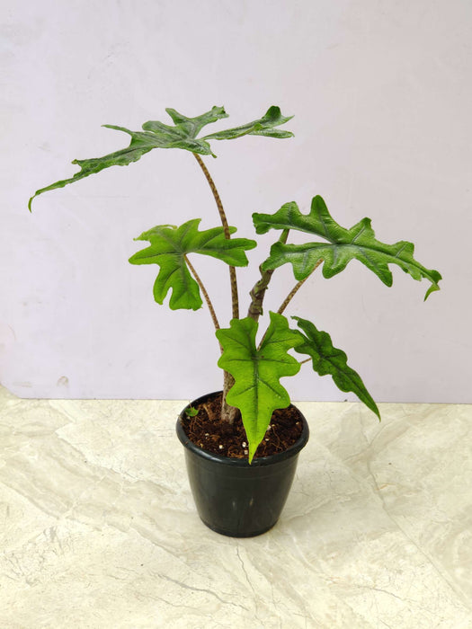 Alocasia Jacklyn Plant In 12 Cm Pot