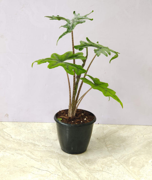 Alocasia Jacklyn Plant In 12 Cm Pot