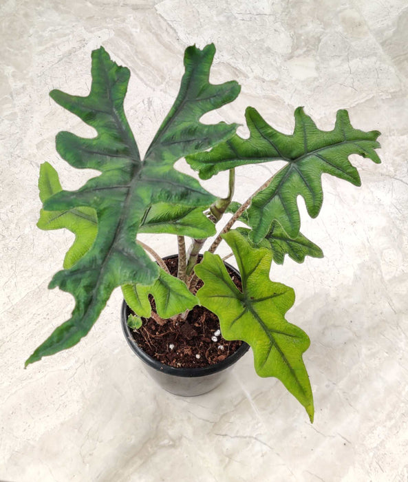 Alocasia Jacklyn Plant In 12 Cm Pot