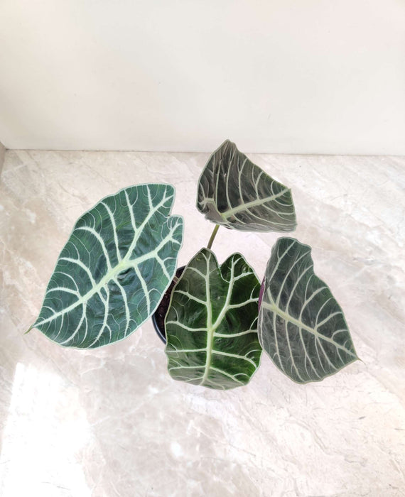Alocasia Longiloba Plant In  12 cm pot