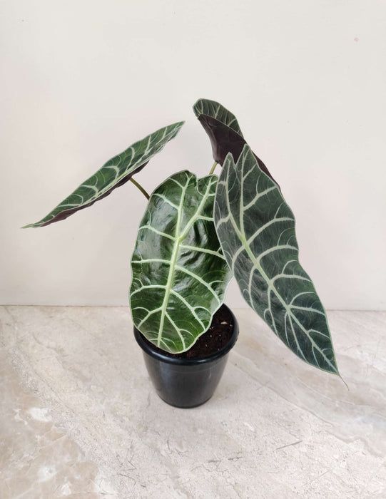 Alocasia Longiloba Plant In  12 cm pot