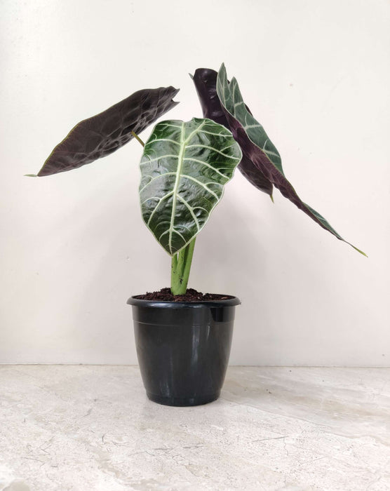Alocasia Longiloba Plant In  12 cm pot