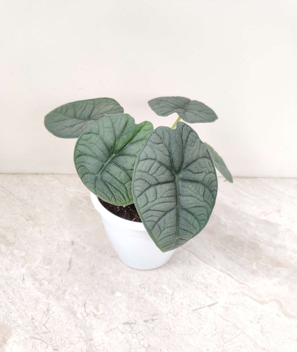 Alocasia Melo Plant In 12 Cm Pot