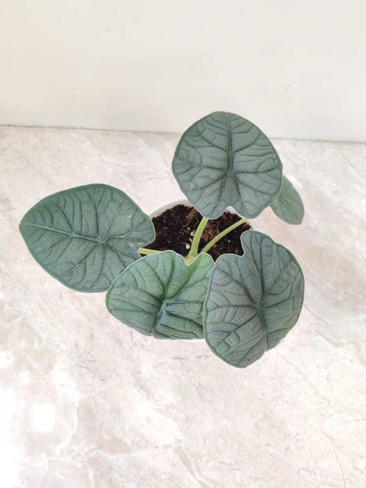 Alocasia Melo Plant In 12 Cm Pot