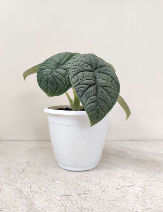 Alocasia Melo Plant In 12 Cm Pot