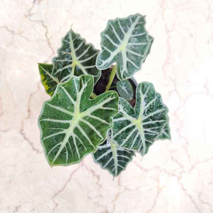Alocasia Parasol Plant