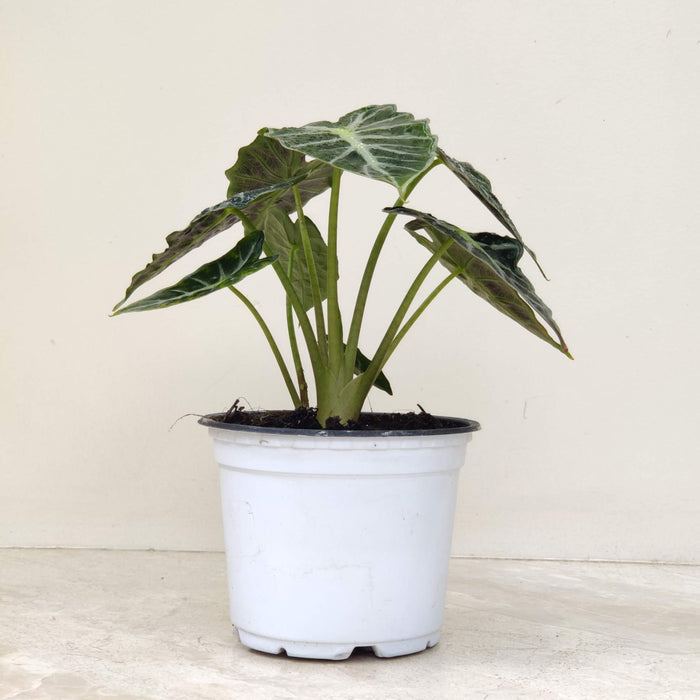 Alocasia Parasol Plant